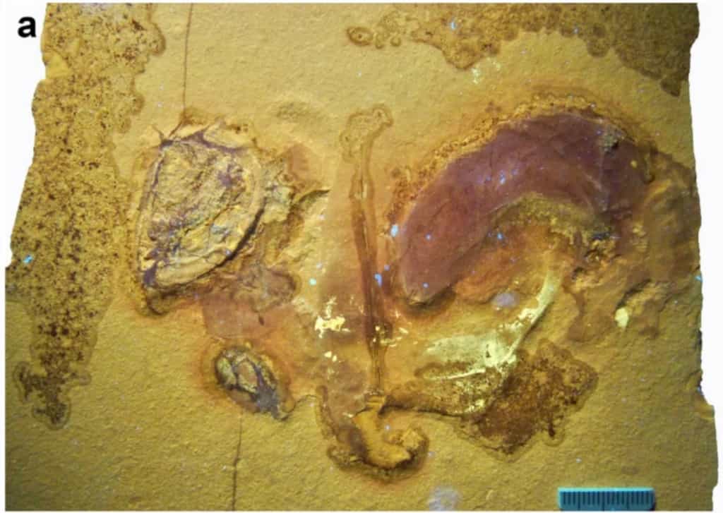Cette photo, prise sous lumière UV, montre les parties molles et fossilisées de l'ammonite. © Klug et al., Swiss Journal of Paleontology
