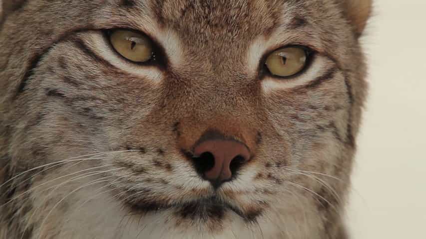 Découvrez le lynx, ce prédateur secret du Jura et des Vosges