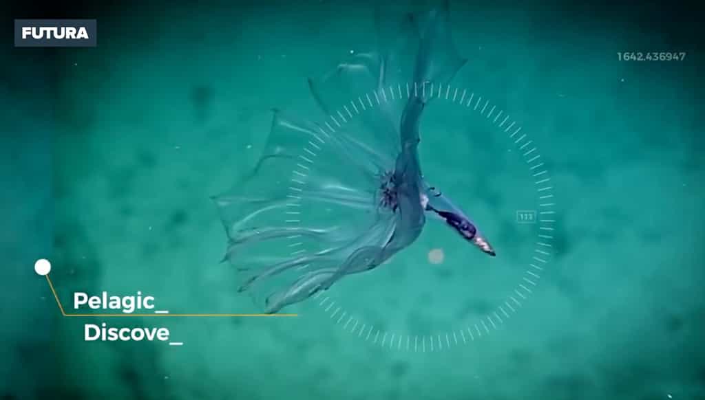 Les fascinantes découvertes sous-marines de la NOAA en 2017