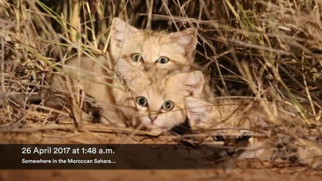 Vidéo rare d'adorables chatons des sables