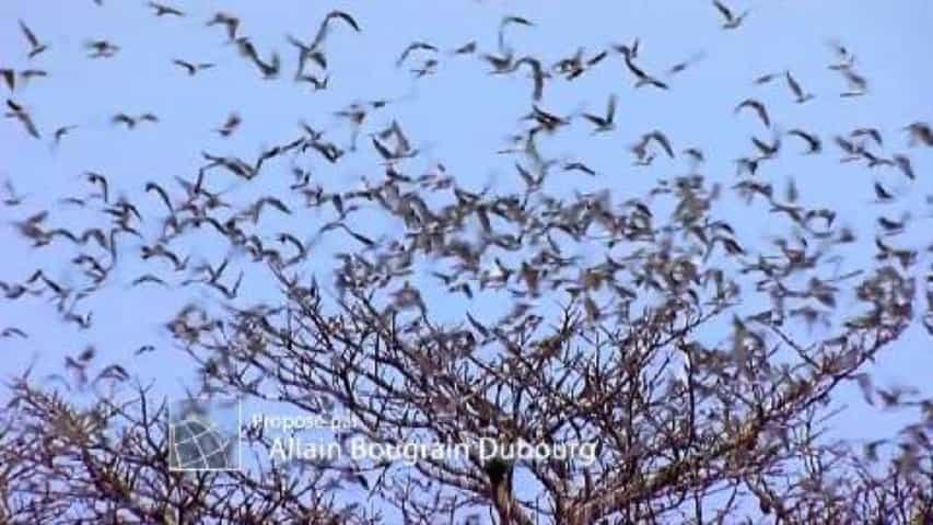 Dortoir exceptionnel de faucons au Sénégal