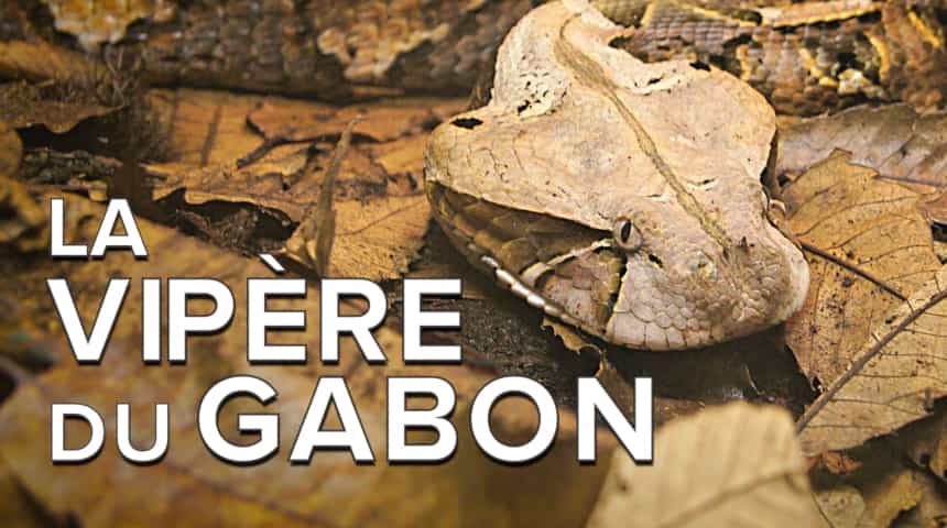 Interview : la vipère du Gabon championne du camouflage