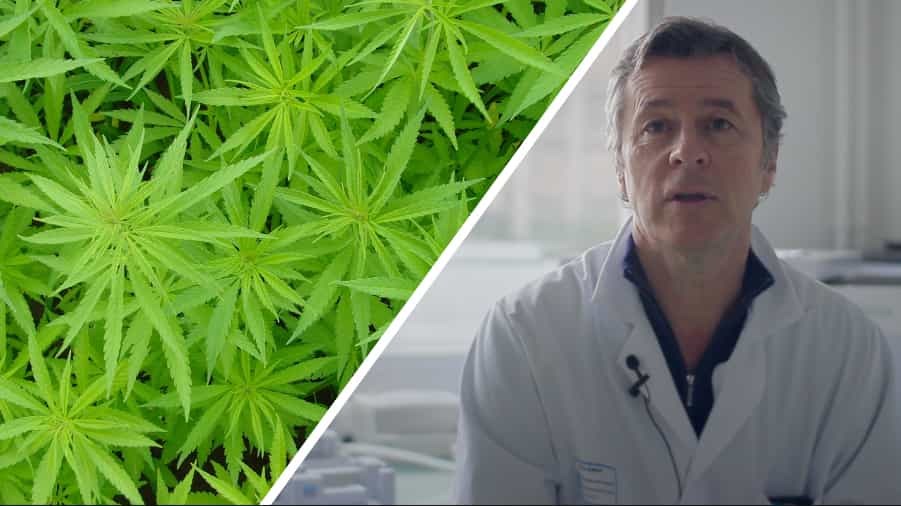 Interview : le cannabis, une substance anticancérigène ?