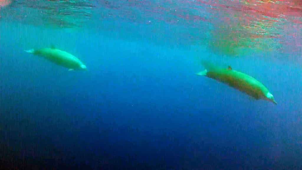 Première vidéo d'une baleine à bec de True, un cétacé méconnu