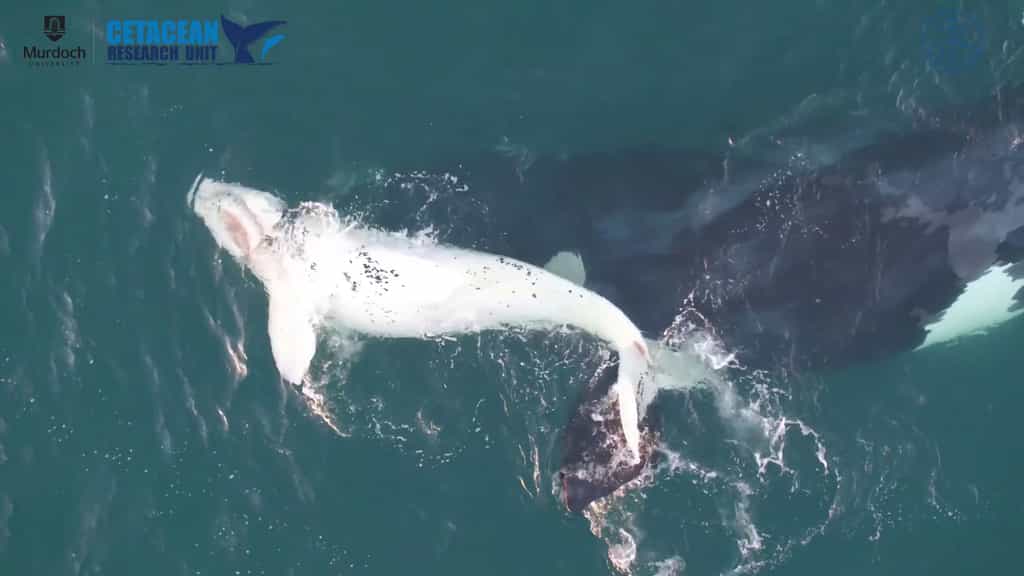 Un rare baleineau blanc filmé par un drone
