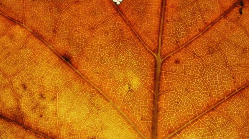 La coloration des feuilles d'automne vue en Timelapse. © Owen Reiser
