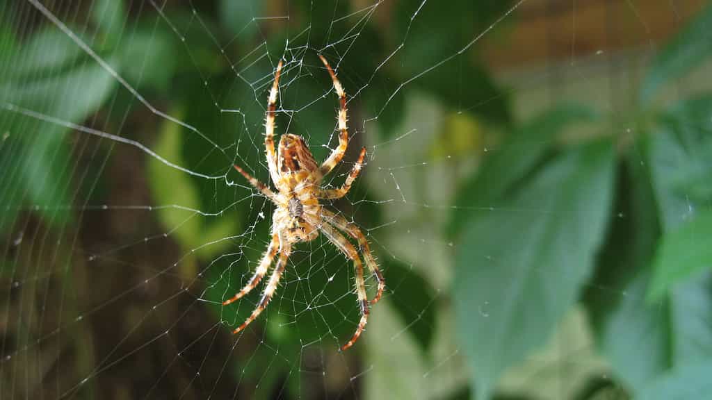 Kézako : les toiles d’araignées et leurs incroyables propriétés
