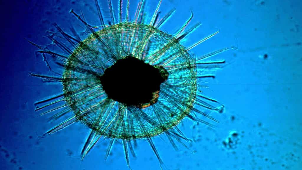 Chroniques du Plancton : les protistes, ces êtres unicellulaires prodigieux