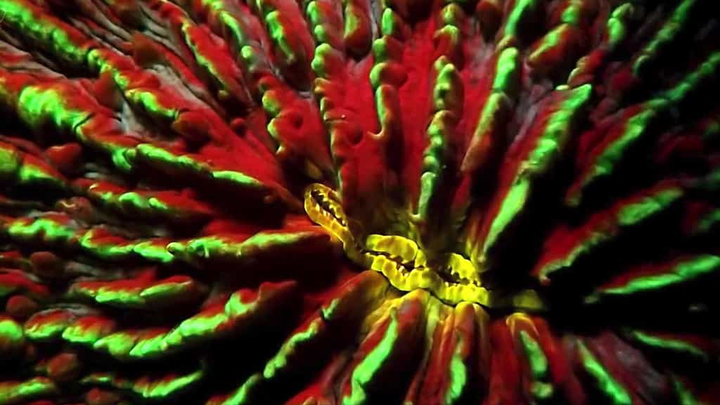 Coral Guardian : l'univers étonnant du corail fluorescent