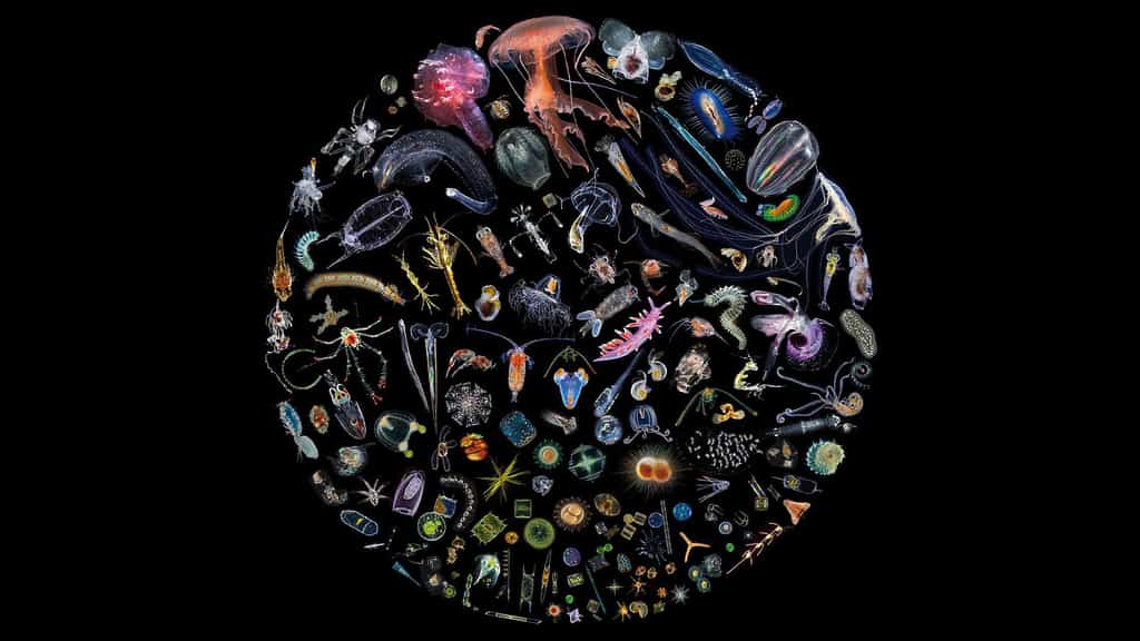 Chroniques du plancton : les diatomées, ces algues à la carapace de verre