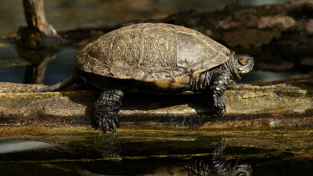La naissance des cistudes, ces surprenantes tortues des marais