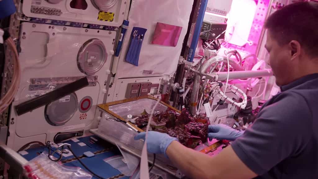 Une salade extraterrestre dégustée à bord de l'ISS
