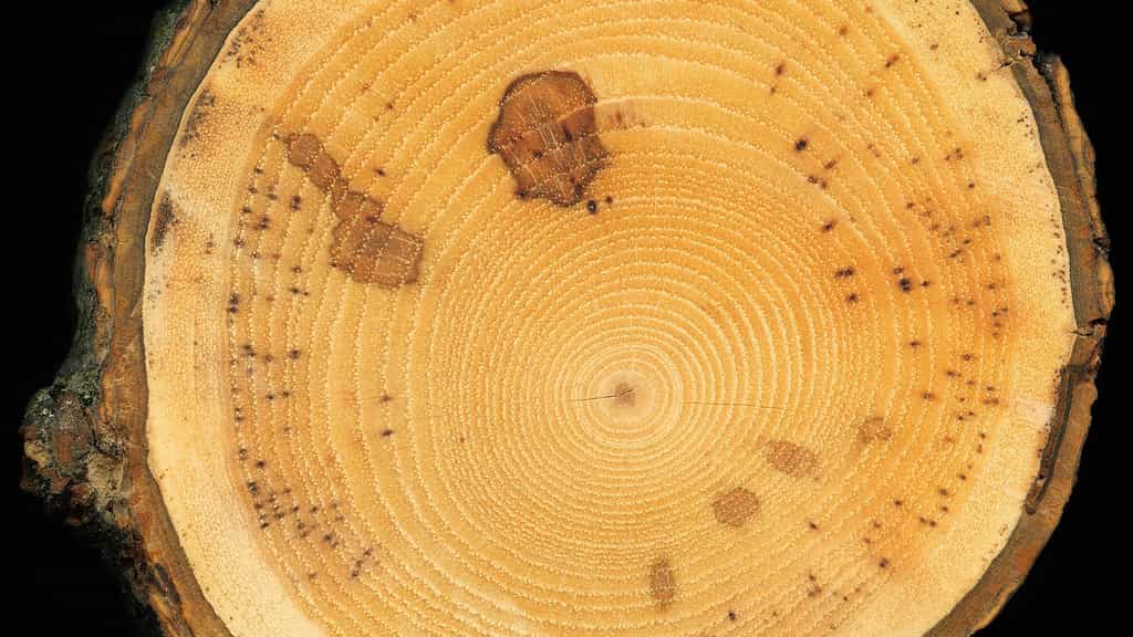 Archéologie : le xylologue révèle les mystères du bois