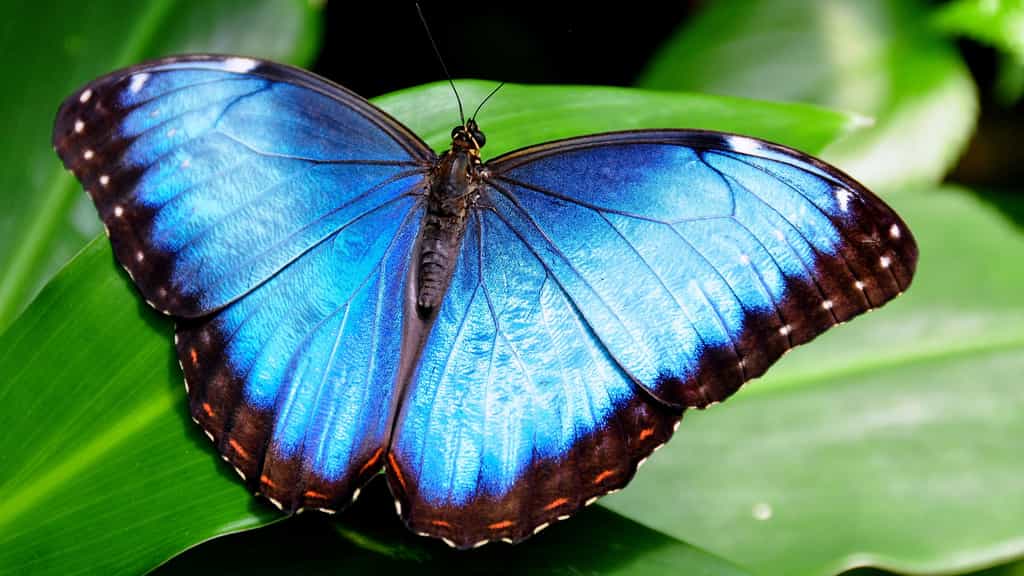 Kézako : le papillon morpho et son incroyable couleur bleue