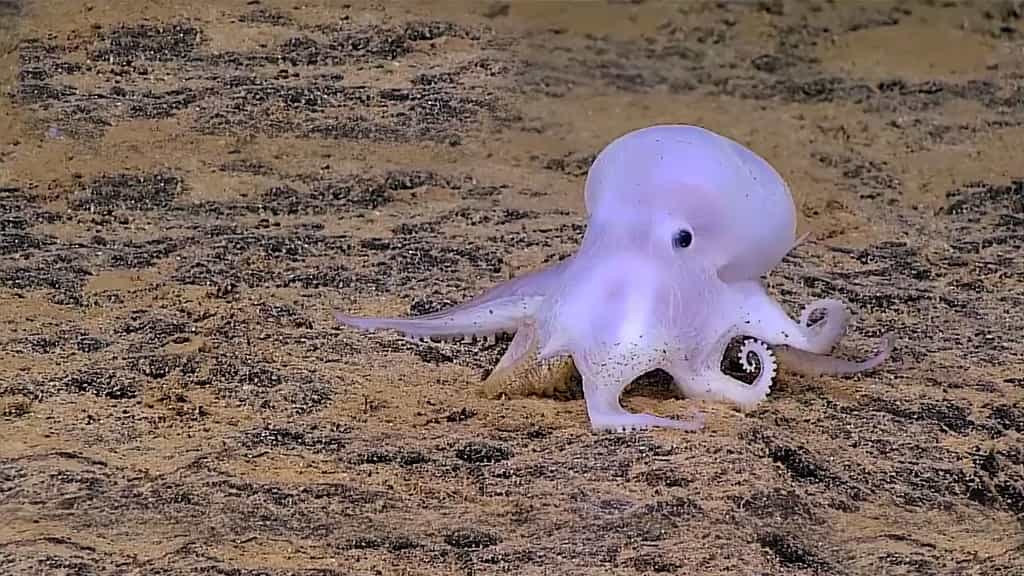 Cette étrange pieuvre des abysses ressemble à un petit fantôme