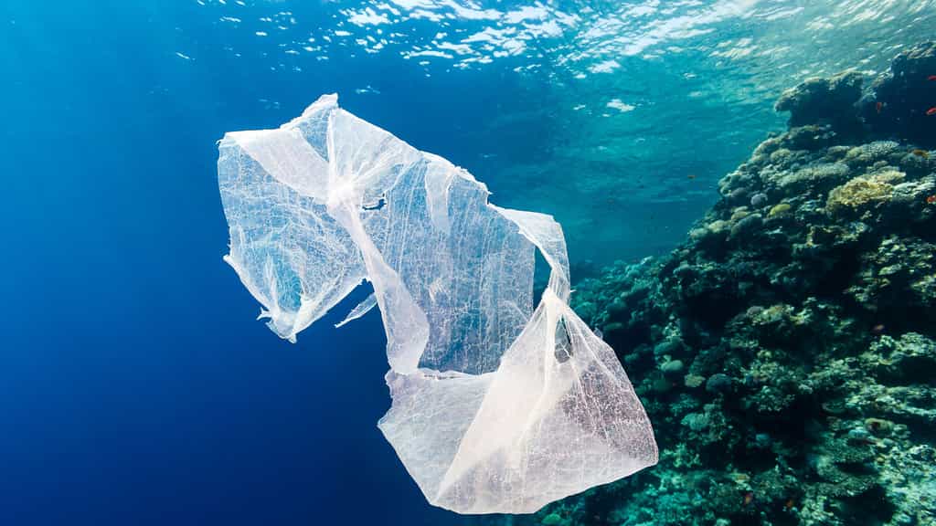 Suivez l’épopée étonnante du plastique dans l’océan