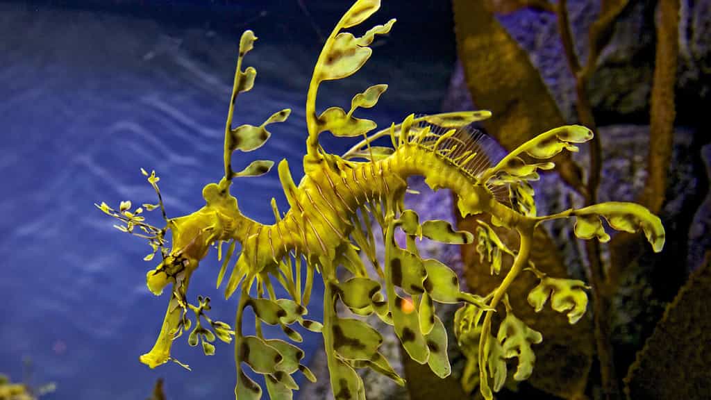 Les majestueux hippocampes du Monterey Bay Aquarium