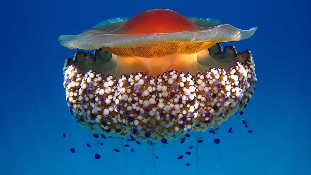 La méduse, un animal fragile mais redoutable