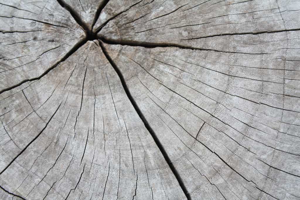On date l'âge d'un arbre en fonction de ses cernes (dendrochronologies) © amonphan, Fotolia