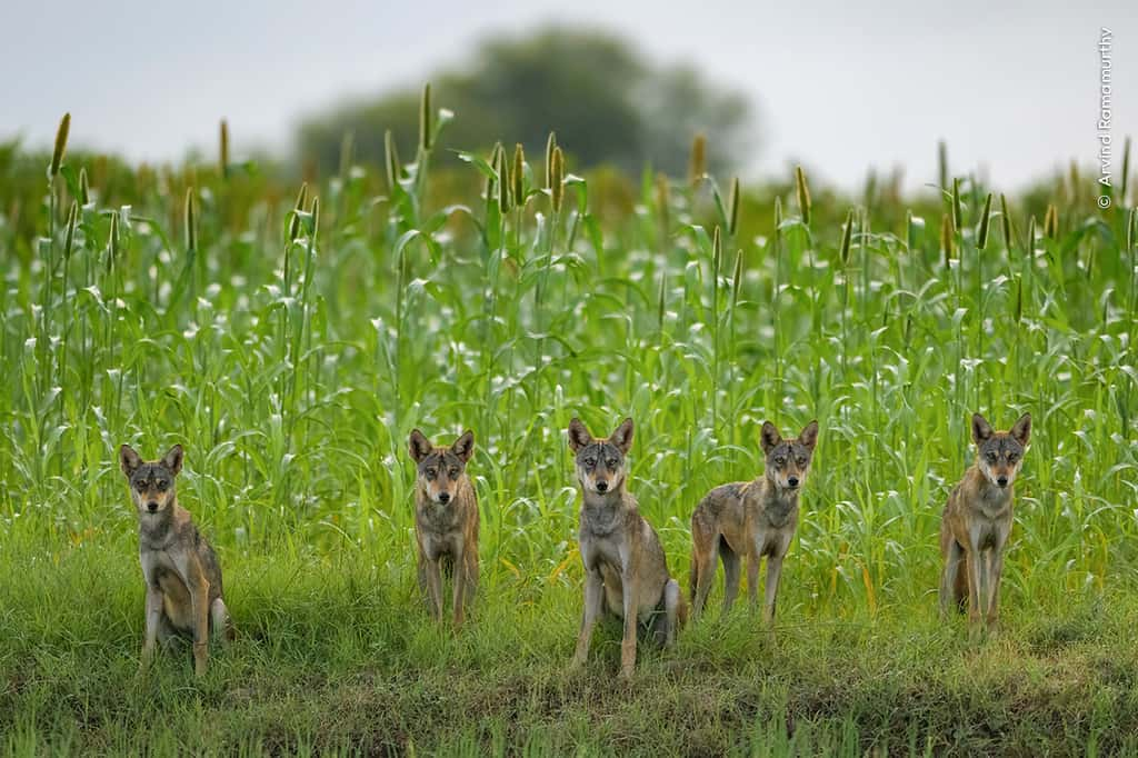 « Wolfpack ». © Arvind Ramamurthy, Muséum d’histoire naturelle de Londres 