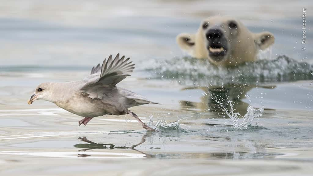 « Sneak Attack » © Erlend Haarberg, Muséum d’histoire naturelle de Londres 