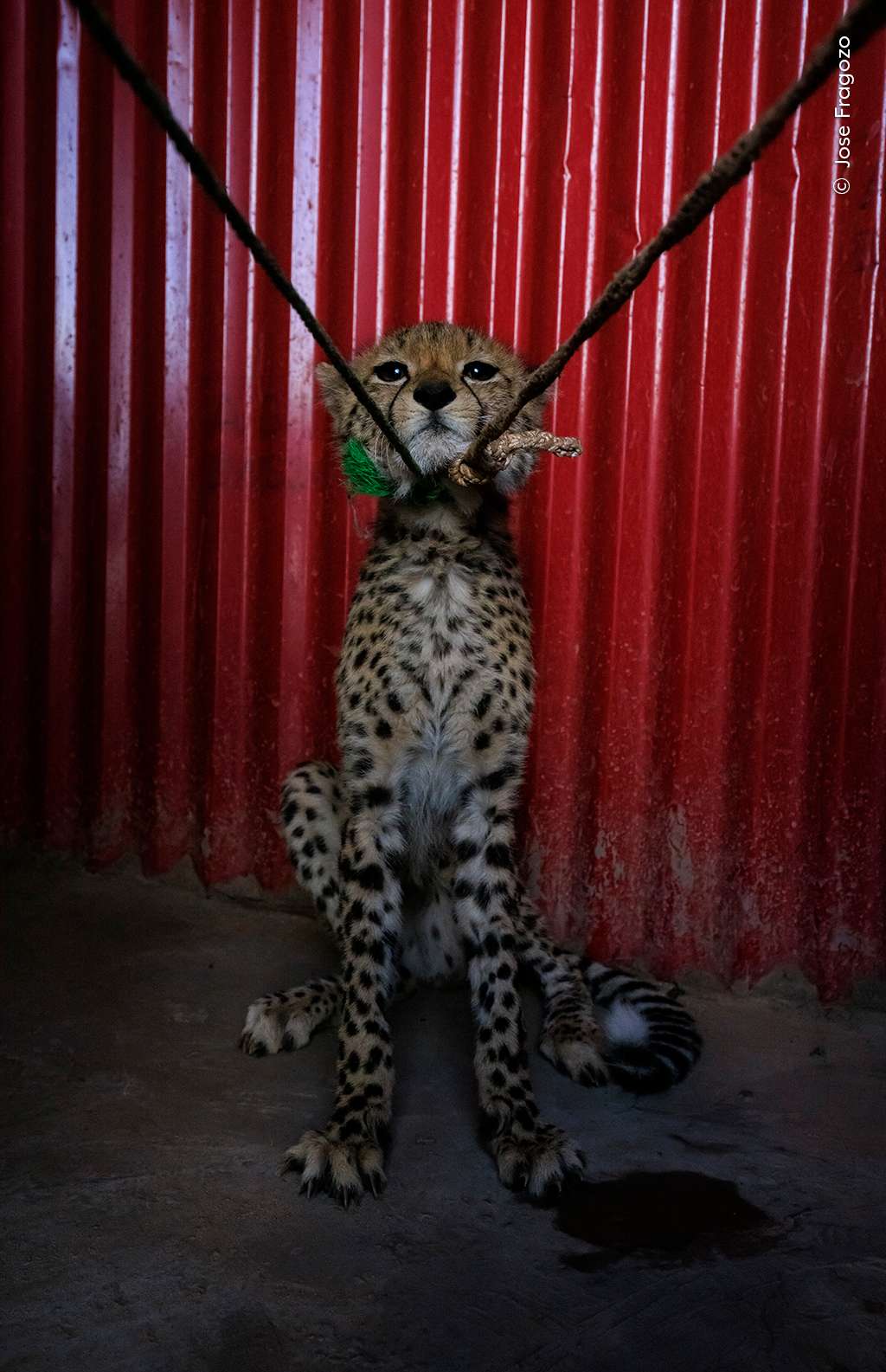 « Unsold ». © Jose Fragozo, Muséum d’histoire naturelle de Londres 