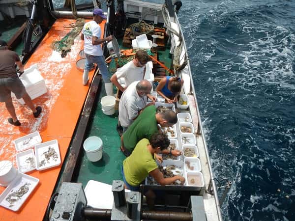 À bord de l'<em>Hermano Gines</em>, l'équipage procède à un premier tri des échantillons ramassés au chalut. © Gustav Paulay/<em>Planète Revisitée en Guyane</em>/MNHN/PNI 
