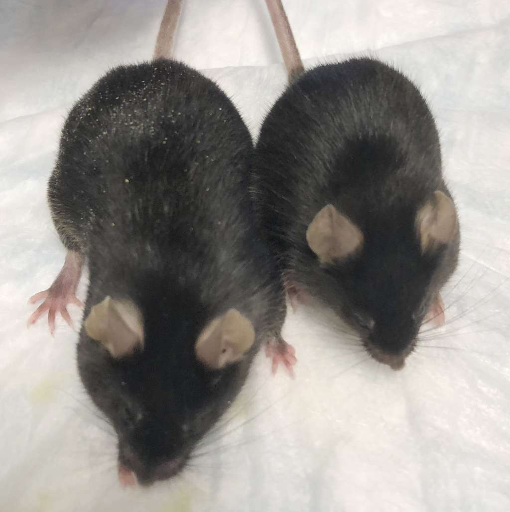 Une souris « bodybuildée » aux côtés d'une souris « contrôle ». © Dr. Se-Jin Lee, <em>University of Connecticut School of Medicine</em>