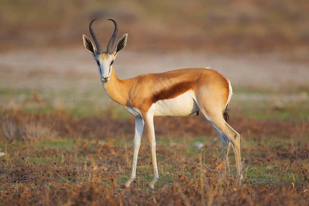 Antilope springbok mâle aperçue dans le parc national d’Etosha. © Yathin S Krishnappa, Wikimedia Commons, CC by-sa 3.0