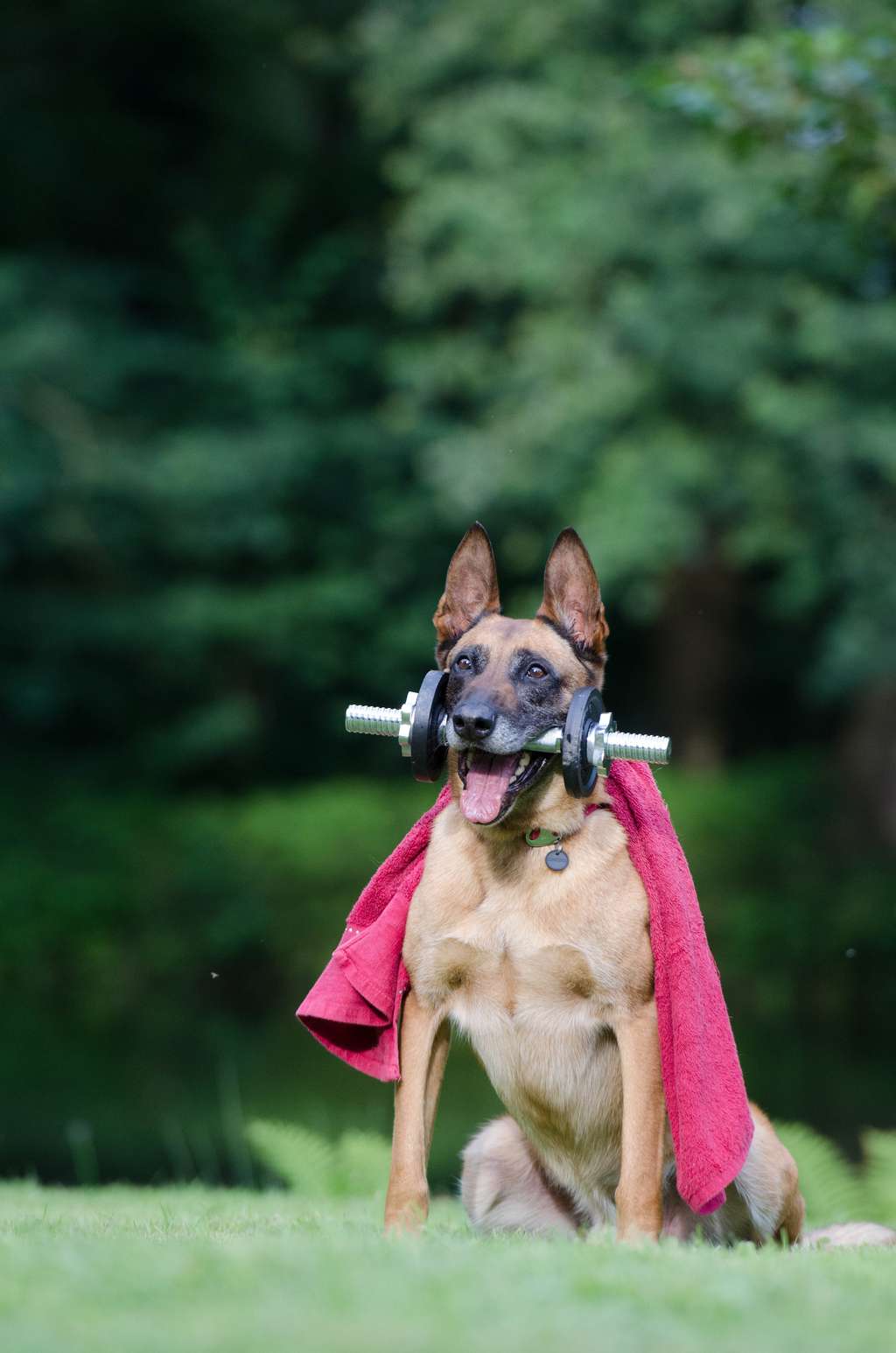 En plus d'être votre fidèle compagnon, votre chien semble vous pousser à être plus actif et engagé physiquement. © Pixabay, Pexels.