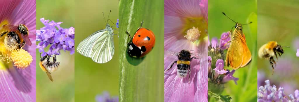 Les insectes sont indispensables à la survie des êtres humains. © Coco, Adobe Stock