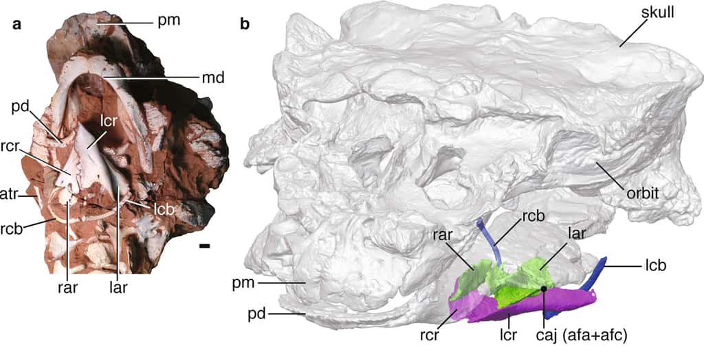 Le fossile du crâne, du larynx et de l'os hyoïde de <em>Pinacosaurus grangeri</em>. a) Photo du fossile décrit dans l'étude, en vue ventrale. b) Reconstitution en 3D du crâne et de la mâchoire, avec le larynx et l'os hyoïde en position ventrale. Abréviations : atr = <em>atlas rib</em> (côte attachée à l'atlas, première vertèbre cervicale) ; caj = <em>crico-arytenoid joint</em> (articulation entre deux parties du larynx, le cricoïde en violet, et l'aryténoïde en vert) ; lar = <em>left arytenoid</em> (aryténoïde gauche) ; lcb = <em>left ceratobranchial </em>(partie gauche de l'os hyoïde) ; lcr = <em>left cricoid</em> (cricoïde gauche) ; md = <em>mandible</em> (mandibule, nom technique de la mâchoire inférieure) ; pm = <em>premaxilla</em> (os prémaxillaire) ; pd = <em>predentary</em> (os prédentaire) ; rar = <em>right arytenoid</em> (aryténoïde droit) ; rcb = <em>right ceratobranchial</em> (partie droite de l'os hyoïde) ; rcr = <em>right cricoid</em> (cricoïde droit). La barre d'échelle mesure 1 centimètre. © Michael D’Emic, édité par Junki Yoshida
