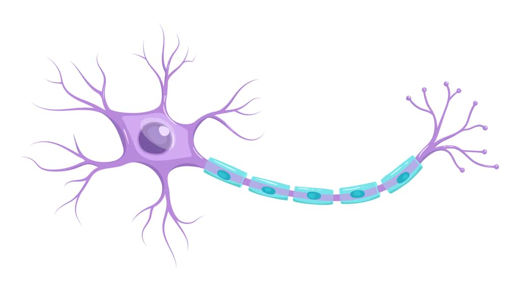 La sclérose en plaques est caractérisée par un endommagement de la myéline (les cellules bleues sur ce schéma), ce qui altère la communication des cellules nerveuses, et conduit à de multiples symptômes. © L.Darin, Adobe Stock