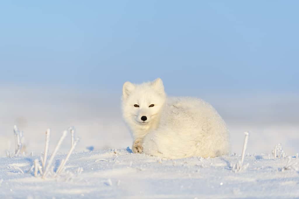 Le renard polaire a de petites oreilles par rapport à la taille de son corps, afin de limiter les pertes de chaleur. © Alexey Seafarer, Adobe Stock