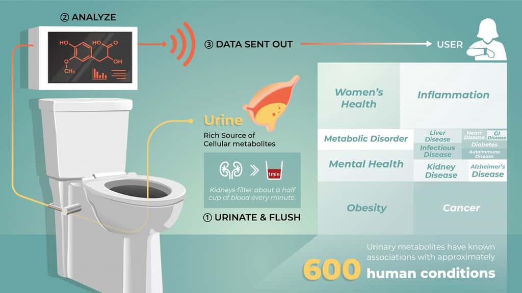Les toilettes intelligentes analysent les selles et l'urine puis envoient leurs conclusions sur un smartphone ou une montre connectée <em>via</em> une application © UW-<em>Madison Department of Biomolecular Chemistry</em>