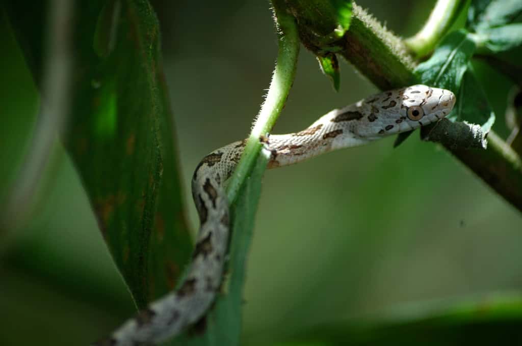 Un serpent de la famille des colubridés dans le parc des Everglades. Cette zone humide subtropicale fournit un cadre de vie agréable pour ces serpents. © vladeb, Flickr, CC by-nd 2.0