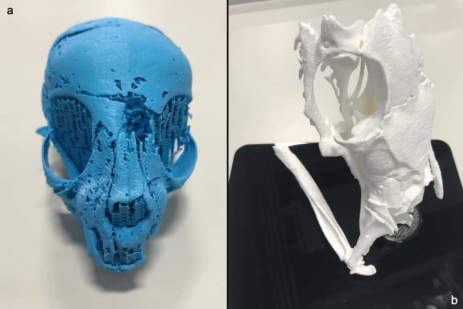 Impression 3D du crâne de chat (à gauche) et de celui de serpent (à droite). © Université de Swansea