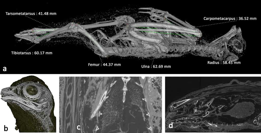 Visualisation 3D du faucon momifié. © Université de Swansea