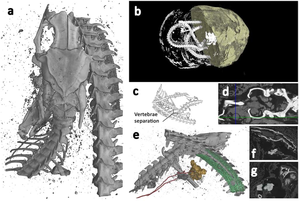 Visualisation 3D du cobra momifié. © Université de Swansea