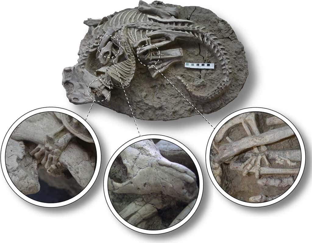 Quelques détails du fossile déterré en 2012. On observe ainsi le <em>r</em><i>epenomamus </i>agripper son adversaire. © Gang Han, Jordan C. Mallon