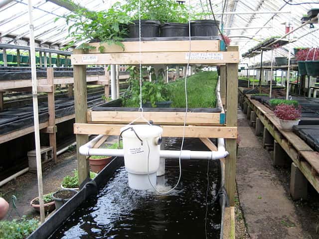 Un exemple de système aquaponique qui implique des tilapias (jusqu’à 10.000 poissons dans le réservoir de 5 mètres de profondeur), du cresson et des tomates. © Ryan Griffis, <em>Wikimedia Commons</em>, cc ba sa 2.0