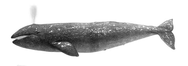 Au moins cinq baleines grises, sur une population de 150, menacée d'extinction, ont été prises dans des filets de pêche japonais sur la dernière décennie. En plus des zones de pêche, leurs aires d'alimentation, au large du Japon et de la Russie, se superposent à des voies de navigation et à des sites de production de pétrole et de gaz. © Dessin de Charles Melville Scammon, 1872, <em>Wikimedia Commons</em>, domaine public
