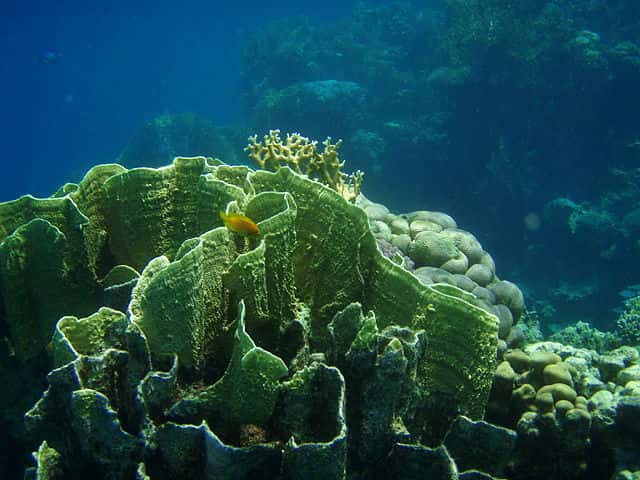 Sur les îles, le revêtement des sols rend ces derniers imperméables, ce qui accentue le lessivage des sédiments. Ils s'accumulent en mer et étouffent les coraux (ici <em>Millepora platyphylla</em>). Revoir les politiques d'aménagement est l'une des pistes pour améliorer la conservation des coraux. © Pannini, <em>Wikimedia Commons</em>, CC by-sa 3.0