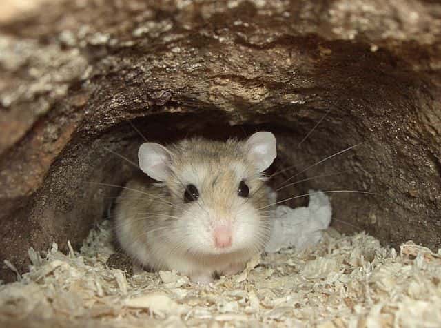 Espèce récente, le hamster (ici, <em>Phodopus roborovskii</em>) aurait une moindre capacité d'adaptation aux variations climatiques à venir que le crapaud buffle (<em>Rhinella marina</em>), une espèce plus ancienne. © Bullet, Wikimedia Commons, CC by-sa 3.0 