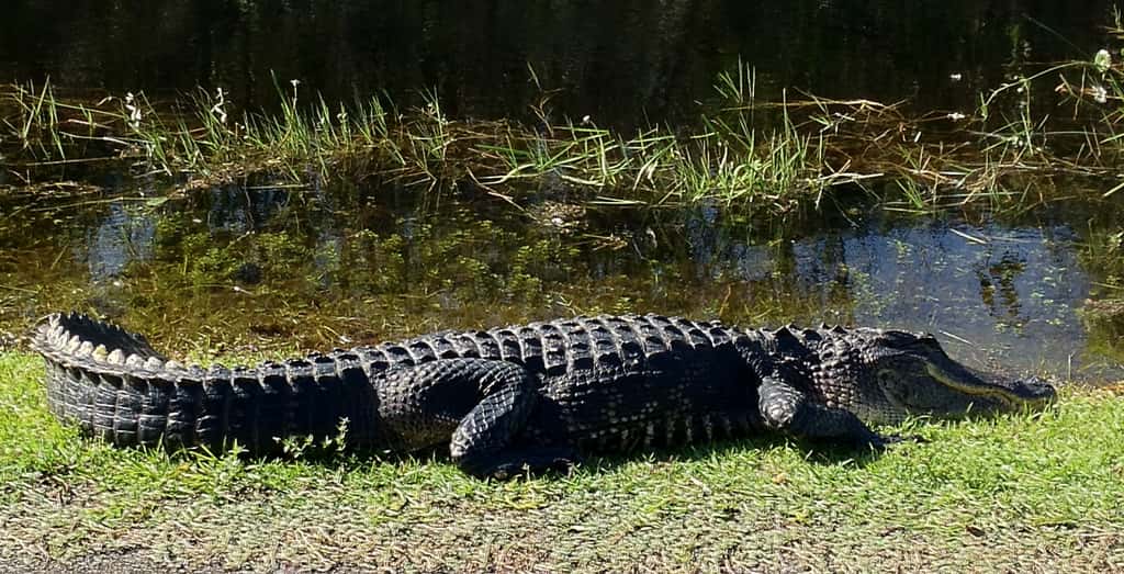 Le parc des Everglades est habité par une multitude d’espèces. Il vaut mieux ne pas s’approcher de certains individus, comme cet alligator...