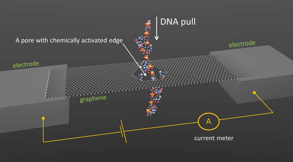 Un nanoruban de graphène est collé entre deux électrodes et soumis à une différence de potentiel alors qu'un ampèremètre mesure des variations de courants. Ces variations se produisent lorsqu'un brin d'ADN (<em>DNA</em>, en anglais sur l'image) traverse un pore portant des bases bien spécifiques de l'ADN (<em>A pore with chemically activated edge</em>). © Smolyanitsky/NIST