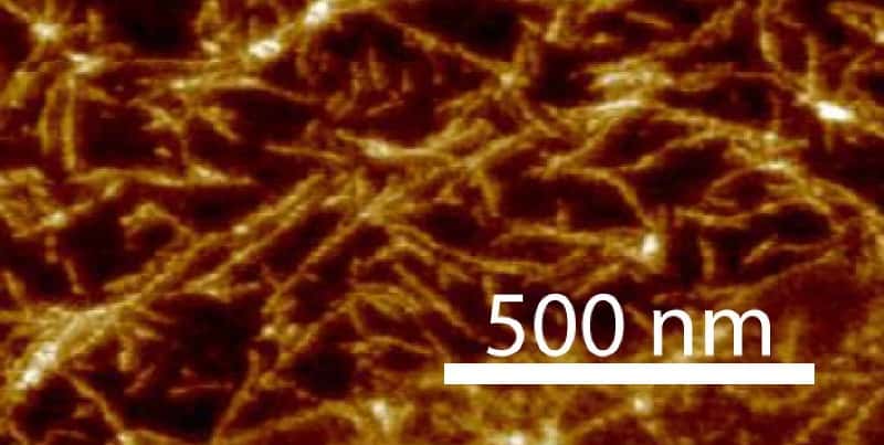 Une image obtenue par la technique de microscopie à force atomique de la structure des nucléosides formés par l'autoassemblage de molécules de triaminopyrimidine (TAP) et de ribose avec de l'acide cyanurique. L'ARN est peut-être apparu sur Terre à partir de cette voie de synthèse. © Nicholas Hud