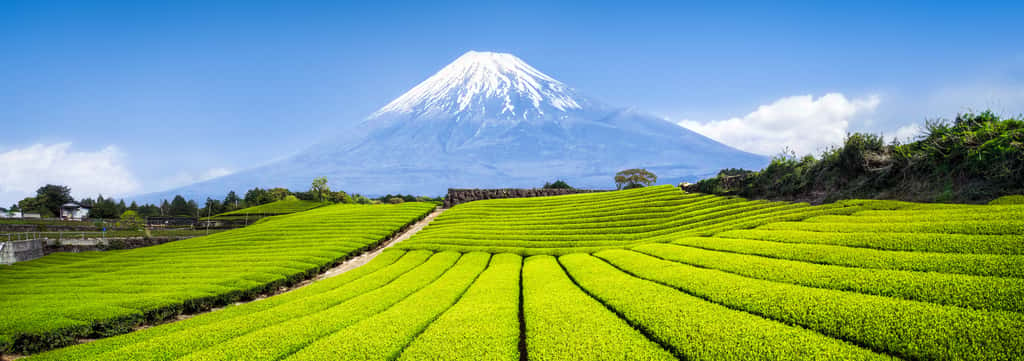 Voici un champ de thé, au loin, devant le Mont Fuji, au Japon. © Eyetronic, Adobe Stock