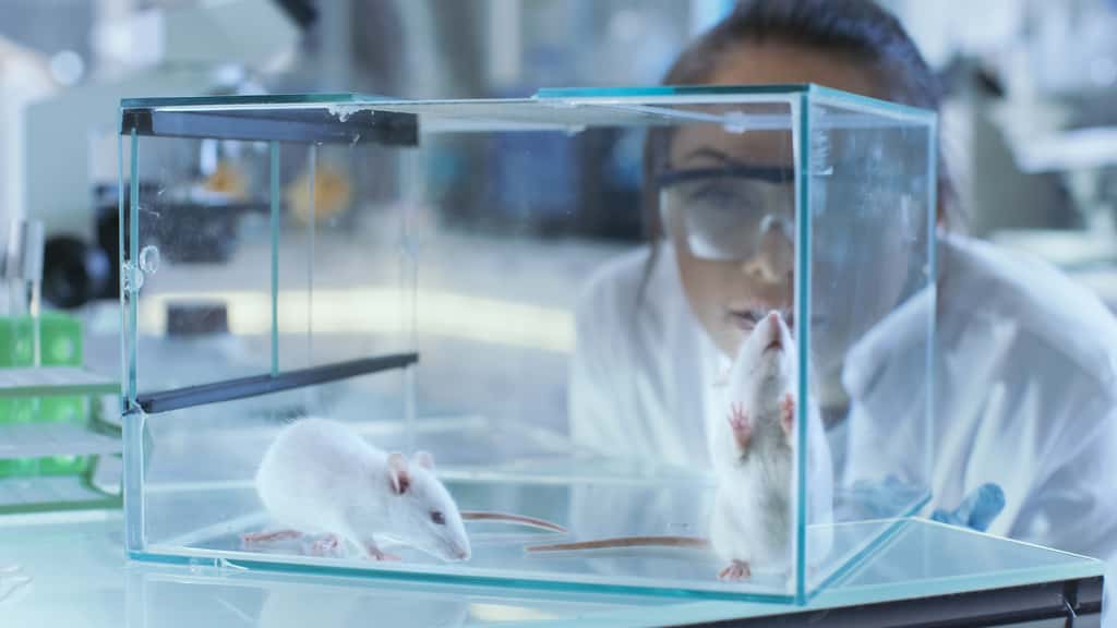Des souris modifiées génétiquement ont été exposées à différentes longueurs d'ondes dans des conditions de laboratoire. © Gorodenkoff, Adobe Stock