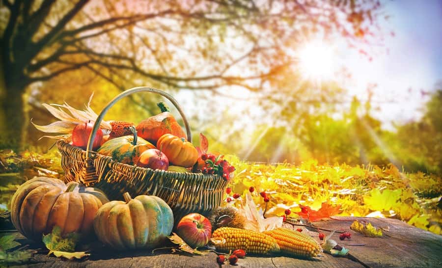 Fruits et légumes d'automne à cueillir ou ramasser. © Alexander Raths, Adobe Stock